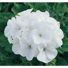 Esranın Dünyası Beyaz Gül Sardunya F1 Tohumu - 10 Adet