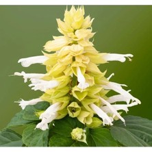 Esranın Dünyası Beyaz Ateş Çiçeği Tohumu - 15 Adet