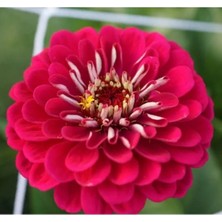 Esranın Dünyası Kırmızı Zinnia Kirli Hanım Tohumu - Dev Çiçekli, Uzun Boylu - 5 Tohum