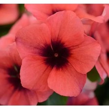 Esranın Dünyası Turuncu Siyah Renkli Rozet Çiçeği Tohumu Tattoo Serisi - 5 Adet