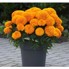 Esranın Dünyası Turuncu Renkli Kadife Çiçeği Tohumu (Büyük Çiçek) - 10 Tohum