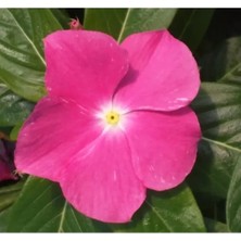 Esranın Dünyası Pembe Rozet Çiçeği F1 Tohumu - 40 Adet