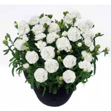 Esranın Dünyası Bodur Kokulu Beyaz Karanfil F1 Tohumu - 10 Adet