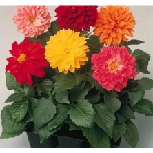 Esranın Dünyası Karışık Renkli Bodur Mini Çiçekli Yıldız Dahlia Tohumu - 5 Tohum