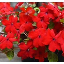 Esranın Dünyası Büyük Çok Çiçekli Kırmızı Cam Güzeli Tohumu - 10 Adet