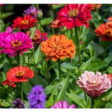 Esranın Dünyası 200 Tohum Kirli Hanım Zinnia - Karışık Renk