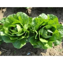 Esranın Dünyası Yedikule Marul Tohumu - 10 Gram