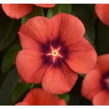 Esranın Dünyası Kırmızı Siyah Renkli Tattoo Serisi Rozet Çiçeği Tohumu (5 Tohum)