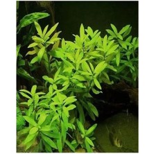 Esranın Dünyası Canlı Hy Gophila Polysperma Ceylon Zeytin Bitkisi - 6-8 Kök