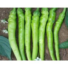 Esranın Dünyası Aksel Biber Tohumu - 10 gr Paket