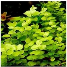 Esranın Dünyası Lysimachia Nummularia Aurea Saksı Canlı Bitki