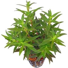 Esranın Dünyası Limnophila Aromatica Saksı Canlı Bitki