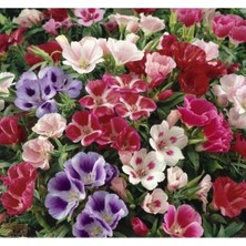 Esranın Dünyası Godetya F1 Tohumu - Karışık Bahçe Açelyası (10 Tohum)