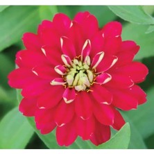 Esranın Dünyası Kirli Hanım (Zinnia Iri Çiçek) Tohumu - Kırmızı Beyaz 5 Adet