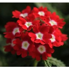 Esranın Dünyası Kırmızı Beyaz Noktalı Mine Çiçeği Tohumu - 10 Adet