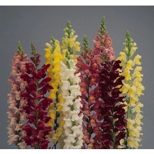 Esranın Dünyası Uzun Kesmelik Aslan Ağzı F1 Tohumu - 15 Adet