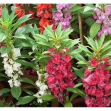 Esranın Dünyası Kına Kına Çiçeği Tohumu