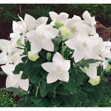 Esranın Dünyası Büyük Çan Çiçeği Tohumu - Beyaz Renkli - 5 Adet