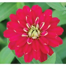 Esranın Dünyası Kırmızı Kirli Hanım F1 Tohumu - 10 Tohum