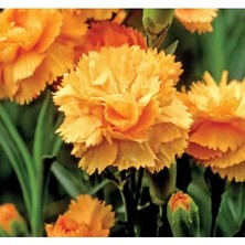 Esranın Dünyası Turuncu Karanfil F1 Tohumu - Bodur, 10 Tohum