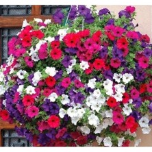 Esranın Dünyası Karışık Renkli Iri Çiçekli Bodur Petunya Tohumu - 15 Adet