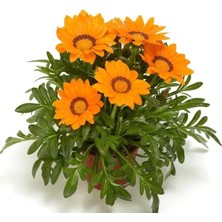 Esranın Dünyası Turuncu Gazanya F1 Tohumu - 10 Adet