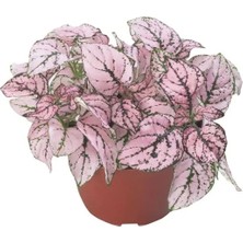 Esranın Dünyası Gül Renkli Hostes Çiçeği Tohumu (Çilli, Geniş Yaprak) - 5 Tohum