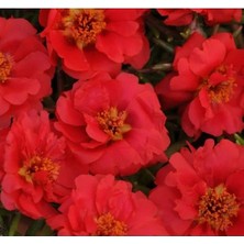 Esranın Dünyası Katmerli Çok Çiçekli Ipek Çiçeği Tohumu - Kırmızı Renkli - 40 Tohum