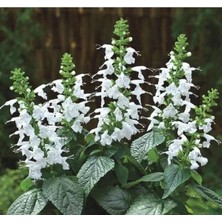 Esranın Dünyası Beyaz Ateş Çiçeği Tohumu (Salvia F1) - 30 Adet
