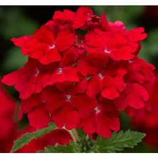 Esranın Dünyası Kırmızı Mine Çiçeği F1 Tohumu - 20 Tohum