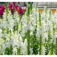 Esranın Dünyası Kesimlik Beyaz Aslanağzı Tohumu - 20 Tohum