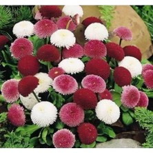 Esranın Dünyası Çilek Papatyası Tohumu - Renkli Çiçekler Için