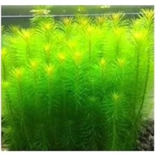 Esranın Dünyası Pogostemon Erectus In Vitro Cup - Canlı Bitki