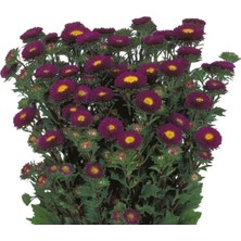 Esranın Dünyası Mor Kasımpatı F1 Tohumu - 15 Tohum