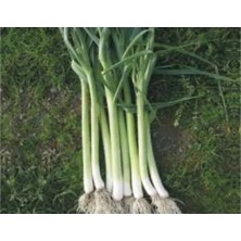 Esranın Dünyası Uzunbilek Pırasa Tohumu - 10 Gram