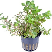 Esranın Dünyası Canlı Rotala Rotundifolia Saksı Bitkisi