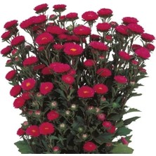 Esranın Dünyası Gül Rengi Kasımpatı F1 Tohumu - 15 Adet