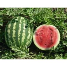 Esranın Dünyası Crimson Sweet Karpuz Tohumu - 10 gr