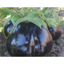 Esranın Dünyası Aksel Patlıcan Topan Tohumu - 10 Gram