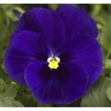 Esranın Dünyası Mavi Renkli Katlı Hercai Menekşe Tohumu - 10 Adet