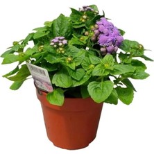 Esranın Dünyası Vapur Dumanı Çiçeği - 150 Tohum (Karışık Renk)