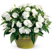 Esranın Dünyası Beyaz Cam Güzeli F1 Tohumu - 20 Tohum