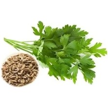 Esranın Dünyası Iri Yaprak Maydanoz Tohumu - 10 Gram