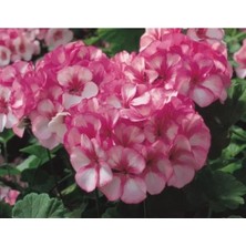 Esranın Dünyası Lekeli Pembe Sardunya Tohumu - 10 Adet