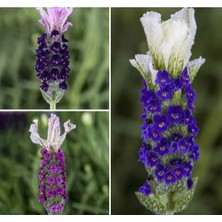 Esranın Dünyası Yoğun Kokulu Karışık Lavandula F1 Tohumu - 5 Tohum