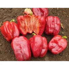 Esranın Dünyası Antep Dolmalık Biber Tohumu - 10 Gram