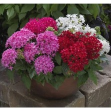 Esranın Dünyası Bodur Pentas Çiçeği Tohumu - Karışık Renkler, 5 Tohum