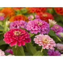 Esranın Dünyası Kirli Hanım Çiçeği Tohumu - 20 Adet