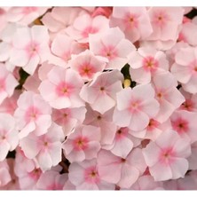 Esranın Dünyası Somon Floks F1 Tohumu - 25 Tohum