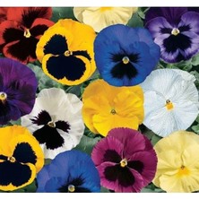 Esranın Dünyası Hercai Menekşe Tohumu (Iri Çiçek, Çift Renk) - 10 Tohum